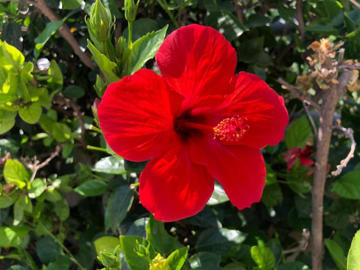 בית הארחה ארכאנגלוס 	Red Hibiscus Stegna מראה חיצוני תמונה