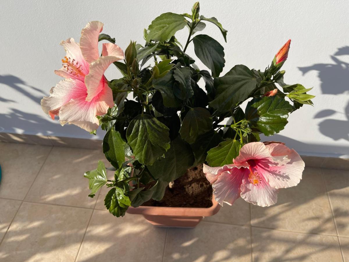 בית הארחה ארכאנגלוס 	Red Hibiscus Stegna מראה חיצוני תמונה