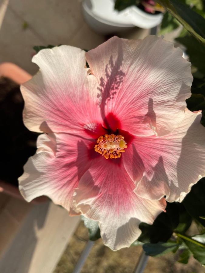 בית הארחה ארכאנגלוס 	Red Hibiscus Stegna מראה חיצוני תמונה