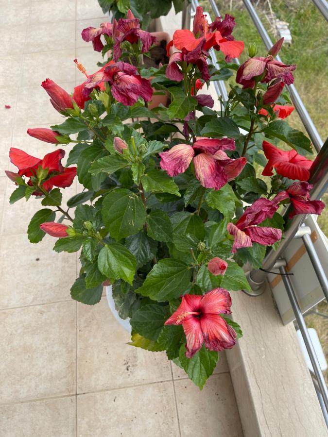 בית הארחה ארכאנגלוס 	Red Hibiscus Stegna מראה חיצוני תמונה