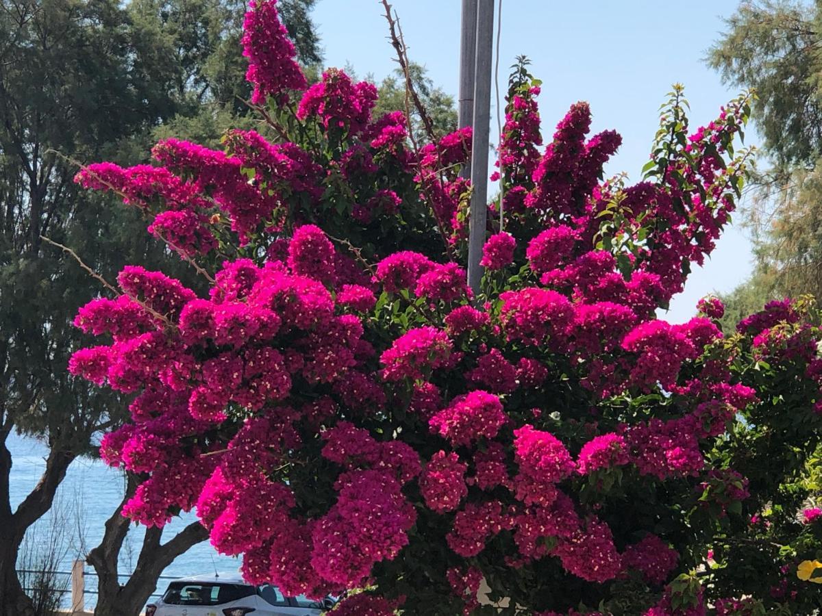 בית הארחה ארכאנגלוס 	Red Hibiscus Stegna מראה חיצוני תמונה