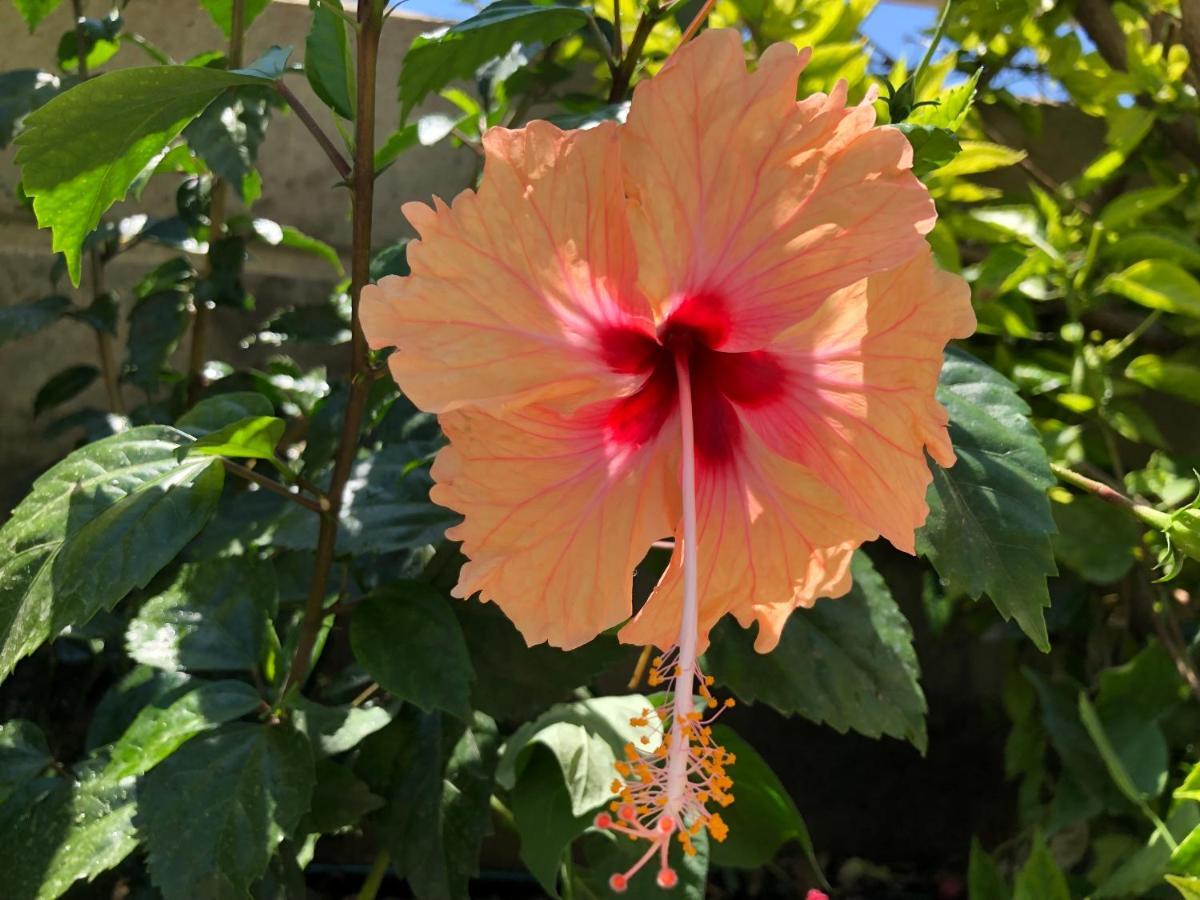 בית הארחה ארכאנגלוס 	Red Hibiscus Stegna מראה חיצוני תמונה