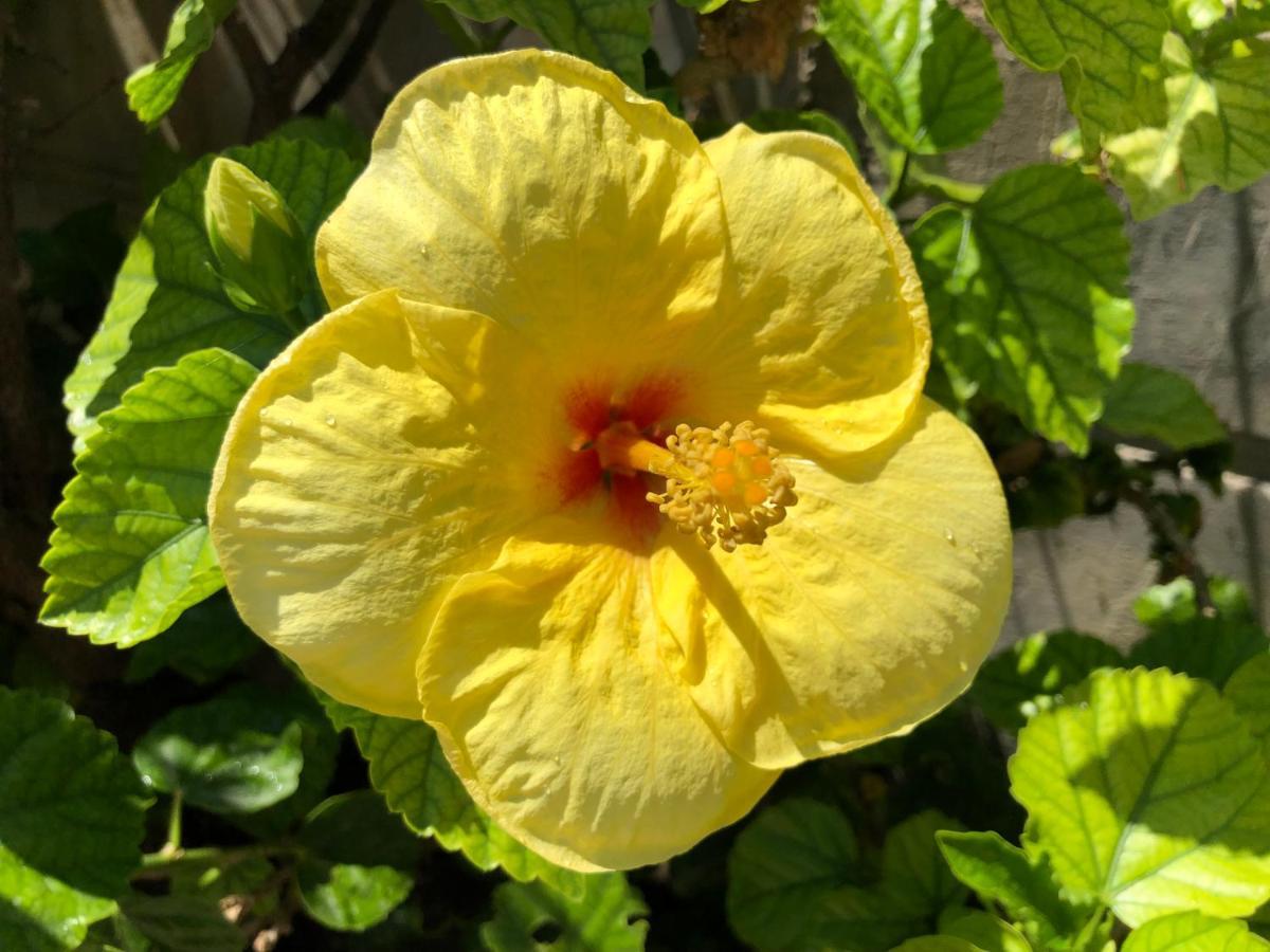בית הארחה ארכאנגלוס 	Red Hibiscus Stegna מראה חיצוני תמונה