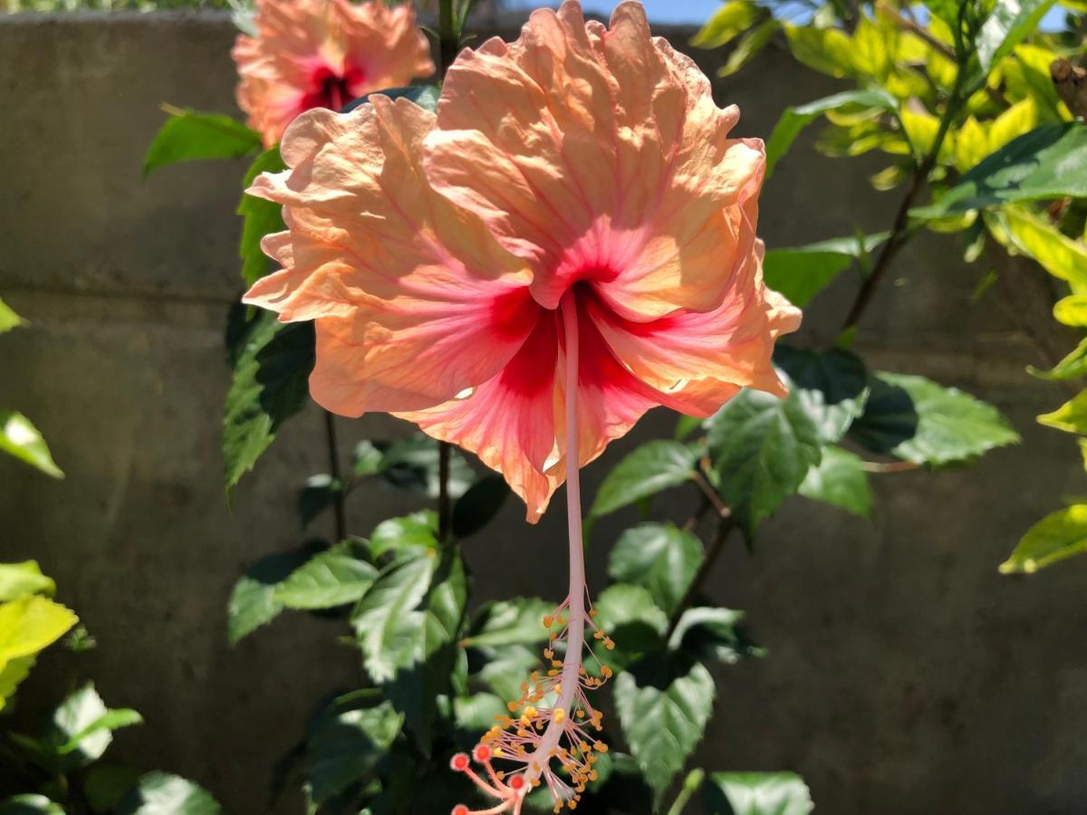 בית הארחה ארכאנגלוס 	Red Hibiscus Stegna מראה חיצוני תמונה